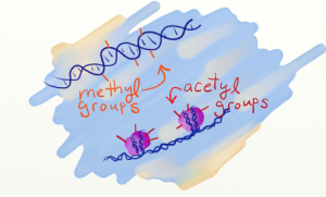 Image from a great 'quick sketch overview' of epigenetics with more lovely diagrams. Take a look. It's worth it.