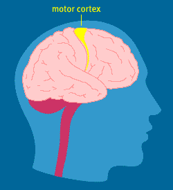 motorcortex